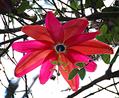 holy grail of passionflowers